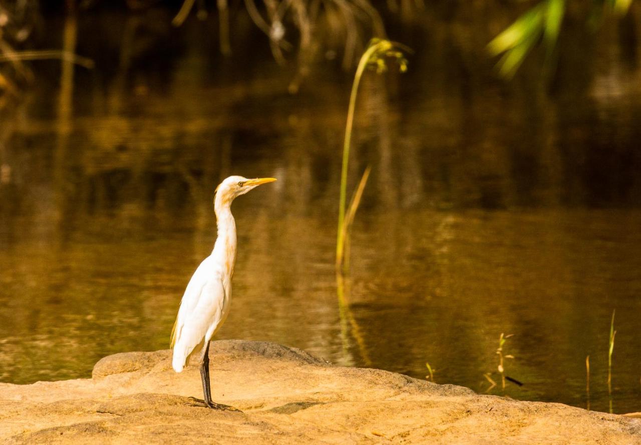 Quiet By The River- Cgh Earth Thodakayam Luaran gambar